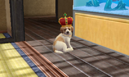 (3DS) A Golden Retriever wearing the Crown.