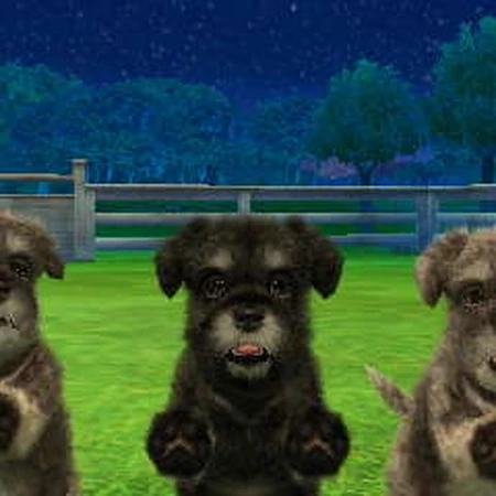 miniature schnauzer cats