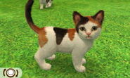 Regular Calico