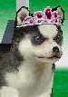 A Husky pup wearing the Tiara in the DS version.