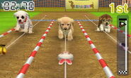 (3DS) A Golden Retriever chasing a Bunny-Doll Lure in an Amateur Cup course