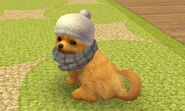 (3DS) A Pomeranian puppy wearing the White Knit Hat