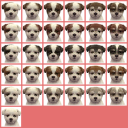 Nintendogs maltese store