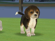 A Tricolor w/ Blaze beagle.