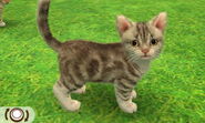 Brown classic Tabby (the technical colour is called brown but to some it appears grey, some brown)