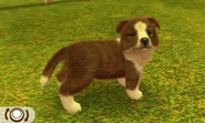 A brown-and-white Shetland Sheepdog in 3DS version