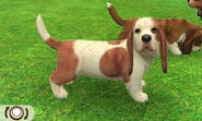 Piebald brown Basset Hound