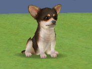 A Tricolor Longhaired Chihuahua (DS)