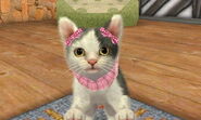 (3DS) A Standard Calico Cat wearing the Ladies' Scarf.