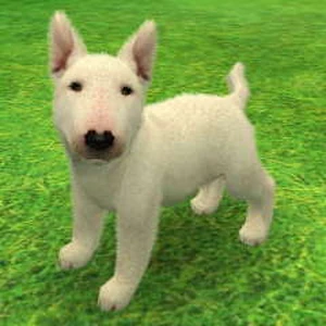 succulent dog collar