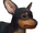Miniature Pinscher