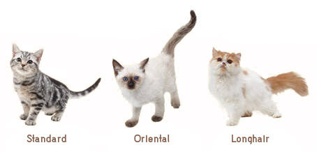 types of cats