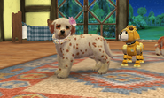 (3DS) A spotted Labrador Retriever wearing the Dot Collar.