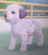 Sparse-Spots Dalmatian