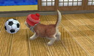 (3DS) A Siberian Husky playing with the Soccer Ball