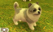 A white with grey patches Pomeranian