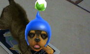 An Augmented Reality Cavalier King Charles Spaniel wearing a Blue Pikmin Hat.