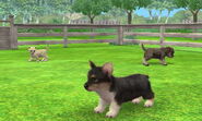Dogs and a cat on display (3DS version)