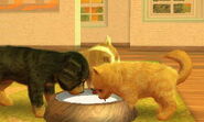 (3DS) A KCC Spaniel, Jack Russell Terrier, and Pomeranian drinking Formula
