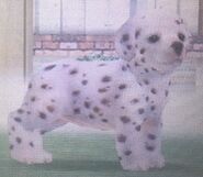 Big-Spots Dalmatian