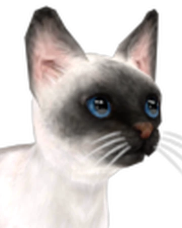 oriental shorthair and siamese