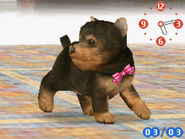 (DS) A Yorkshire Terrier wearing the Checked Ribbon.