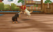 Precious attacking the player's Miniature Dachshund