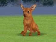 A Red Miniature Pinscher