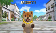 A Shiba Inu on a pedometer walk on a downtown route