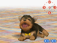 (DS) A Yorkshire Terrier wearing the Yellow Ribbon.