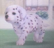 Big-Spots Dalmatian