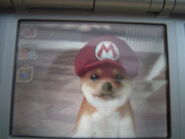 A Shiba Inu puppy wearing the Red Hat in the DS version.