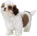 Shih Tzu | Nintendogs Wiki | Fandom