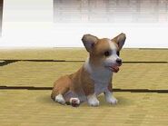 A sable corgi in Nintendogs.