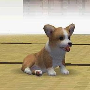 nintendogs corgi