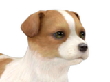 Jack Russell Terrier