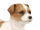 Jack Russell Terrier
