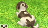 Gray-brown piebald Beagle in 3DS