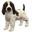 The preview icon for the Cocker Spaniel shown in the Kennel.