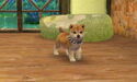 A Shiba Inu wearing the Striped Collar.