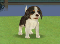Cavalier king charles sale spaniel nintendogs