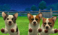 Nintendogs corgi online