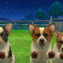 nintendogs corgi