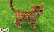 Ginger Spotted Tabby