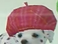 (DS) A Dalmatian wearing the Beret