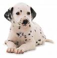 NFmascott