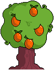 An orange tree