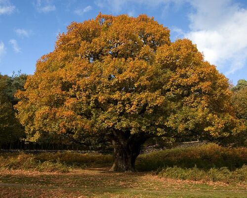 Oak-tree