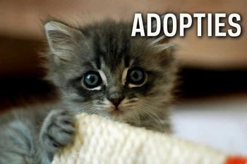 Adopteer een wiki zonder beheerder