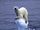 No Agenda 63: "Save This Polar Bear"